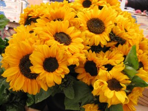 Sunny Flowers, Cloudy Day