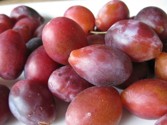French Plums