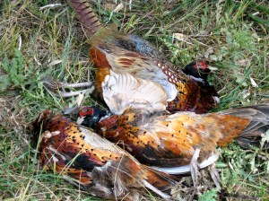 Pheasant 5