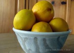 042312meyer lemon 1